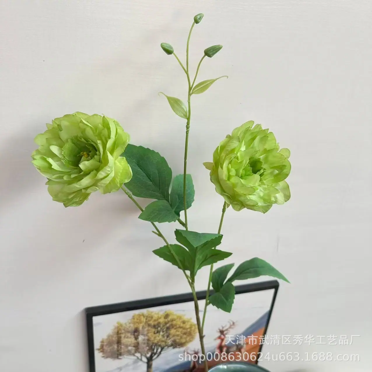伊洛牡丹浅绿