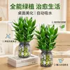 Bambú de la suerte hidropónico enviado con raíces Planta verde de interior Planta en maceta de oficina Planta de sala de estar Dormitorio Cuatro estaciones fácil de cuidar Purificar