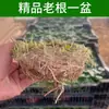 Plantas de Hierba de la Fortuna Hidropónicas en Maceta Fáciles de Cuidar para Todas las Estaciones, Plantas Verdes Pequeñas para Escritorios de Oficina, Semillas de Hierba de la Fortuna Cultivadas en Agua