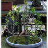 Fio de Alumínio e Tiras de Alumínio para Modelagem de Bonsai, Usados para Estilizar Ciprestes, Flores e Plantas de Jardinagem, Tiras de Alumínio Pretas e Ferramentas de Fio