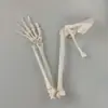 Modelo de ensino ortopédico: ossos do membro superior com escápula, ossos do membro inferior com ossos do quadril, display médico do modelo anatômico do osso da mão e do pé