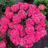 Mudas de Hortênsia Verão Infinito Plantas em Vasos, Florescendo o Ano Todo, Flores Resistentes para Jardim de Varanda Interna