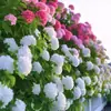 Semillas de Hortensia, Semillas de Flor Endless Summer, Plantas Perennes Resistentes al Frío y al Calor para Macetas de Patio y Balcón para Sembrar en Todas las Estaciones