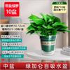 Planta de Rábano Verde para Interior que Absorbe Formaldehído Maceta Grande Especial Planta Verde Flor para Casa Nueva Oficina Escritorio Planta en Maceta Hidropónica