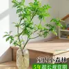 Ligustro de Hojas Pequeñas Famoso en InternetDecoración de Planta Verde Hidropónica Cortada Fresca para Uso en Interiores, Fácil de Mantener Todo el Año, Adecuado para Salas de Té
