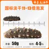 Pepino do Mar Seco Autêntico Grau Três Norma Nacional de Dalian, Pepino do Mar Seco de Liaoning, Pepino do Mar com 12 Vezes a Taxa de Expansão, Direto da Fábrica de Origem, Disponível para Atacado
