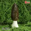 Modelo de Hongo Hongo Silvestre de Yunnan Espécimen Falso Adorno Decoración Escena Montaje Accesorios para Disparar Matsutake