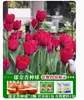 Venta al por mayor de 5 bulbos de tulipán en stock, florecen en todas las estaciones, fáciles de cuidar, adecuados para cultivo hidropónico, de pétalos dobles, para cultivo en tierra o maceta en el balcón