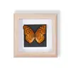 Especímenes de Mariposas Reales Raros y Preciosos (Mariposa Pavo Real) en un Marco, Decoración Moderna de Madera para el Hogar, Decoración Creativa de Mesa