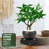 Árbol del Dinero Cinco Bendiciones Tallo Único Plántulas Divertidas Plantas de Interior en Maceta Cultivo Hidropónico en Tierra Plantas Verdes Plantas en Maceta