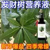 Fertilizante para Árbol del Dinero Sin Diluir, Promueve el Crecimiento de Hojas y Fortalecimiento de Raíces, Previene la Pudrición de Raíces, Promueve el Crecimiento de Nuevas Hojas y Plántulas Fuertes, Solución Nutritiva Universal, Fabricante