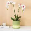 Maceta Escandinava Simple Transpirable Cerámica Sin Esmaltar Porosa Redonda Maceta para Flores Maceta para Plantas Suculentas Maceta de Cerámica con Soporte Se Puede Vender al Por Mayor