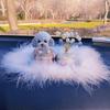 Adornos para el Interior del Coche, Adornos para Coche con Cabeza Oscilante, Perro Teddy de Pedrería, Gato de la Suerte para Coche, Conductora Independiente Transfronterizo