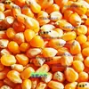 Grãos de milho materiais medicinais chineses grão grande grão médio grão pequeno fubá de milho fubá de milho produzido na fazenda