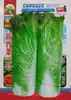 Semillas de Verduras Variadas para Otoño e Invierno, Semillas de Col China, Plántulas con Alta Tasa de Germinación, Nuevas Variedades de Colza Empresas Mayoristas