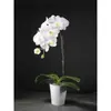 Las plántulas de Phalaenopsis son fáciles de cultivar en todas las estaciones. Plantas Verdes y Flores en Maceta para Balcón de Oficina en Interiores Fáciles de Cultivar