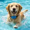 Clipe Repelente de Mosquitos para Pets Gato Cachorro Universal Remoção de Piolhos Prevenção de Pulgas Carrapatos Coleira de Silicone Fivela Repelente de Mosquitos para Cachorro Atacado