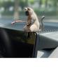 Enfeite Gato Novo Gato Pescador Cura Acessórios Interiores de Carro Aquário Paisagismo Enfeites Decorativos Carro