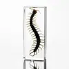 Especímenes de Insectos de Resina Real: Insectos Reales, Escarabajos, Arañas, Ciervos Voladores, Escarabajos Rinoceronte, Escorpiones, Ciempiés, Cangrejos, Mantis Religiosas, Adornos de Especímenes
