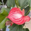 Color Soñador Rojo PalmaMelocotón Labios Color Soñador Palma, una planta hidropónica de cuatro estaciones, tolerante a la sombra y de fácil cuidado que elimina eficazmente el formaldehído