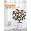 Plántulas de Camelia Xiangfei en Maceta con Capullos Sala de Estar Interior Balcón Plantas Verdes Florales Florecen en Todas las Estaciones Fácil de Mantener para Personas Perezosas