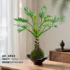 Escama de Dragão Pena de Primavera Bola de Musgo em Vaso Tronco Velho Escritório Plantas Hidropônicas Tolerantes à Sombra Internas e Externas Purificam o Ar Plantas Verdes de Mesa