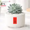 Plantas Suculentas de Interior, Cactos Pequenos em Vasos, Flores, Plantas Verdes, Escritório, Jardim de Infância, Mesa, Suculentas Tipo Cacto