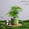 Árvore da Fortuna Plantada em Vaso Desktop Planta Criativa Enfeites Florais de Escritório e Plantas Verdes Coco Rico Funcho Pequeno Bonsai