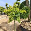 Árbol Lollipop Brillante de Ligustro con Forma de Corazón Árbol de Cera de Sichuan y Yunnan Ciprés Azul Hielo Flor Luminosa de Limón Planta Espejo Planta en Maceta