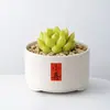 Conjunto fofo de plantas de interior para mesa para jardim de infância, fácil de cultivar e cuidar, pequenas plantas em vasos