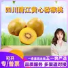 Selección PremiumFruta de Kiwi Amarillo de Pujiang, Sichuan, 10/15 piezas, fruta de kiwi de temporada dulce y fresca