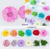 Arte de Uñas Flores Secas Flores de Encaje Campanilla Flores en Relieve 12 Colores Gypsophila Crisantemo Aguja Crisantemo Pequeño Flor de Cinco Pétalos