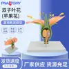 Flor Géminis (Flor de manzana) Estambre de Flor Estructura de Planta Estructura Ampliada Modelo de Anatomía Pantalla de Enseñanza Biológica