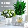 Bambú Guanyin, Bambú Atractor de Fortuna, Flor de Raíz Hidropónica, Planta Verde Atractora de Riqueza, Cesta de Potos, Planta en Maceta Fácil de Cuidar para Uso en Oficina