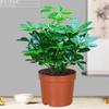 Árvore da fortuna de lótus de sete folhas, planta hidropônica em vaso, cultivada em água, pé de pato, madeira, pilha velha, bonsai interno, tigre, pequena planta verde, flor