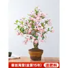 Planta de Vaso Begônia Coroa da Longevidade Nativa Japonesa Bonsai de Interior Flores Duplas Floresce o Ano Todo Fácil de Cuidar Planta Florífera Resistente