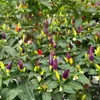 Plántulas de Pimienta Pickled de Colores en Maceta Son Comestibles y Ornamentales, Las Plántulas de Pimienta Ligeramente Picantes y Coloridas Son de Alto Rendimiento y Se Pueden Plantar en Cantidad por Personas Perezosas en Todas las Estaciones