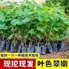 Plántulas de Vid Rosa Sunshine, Plantas en Maceta, Empaquetadas con Tierra, Plántulas de Árbol Frutal Adecuadas para Plantar Tanto en Regiones del Norte como del Sur, Plántulas de Vid que Dan Fruto el Mismo Año