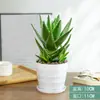 Plantas de Aloe Vera en Maceta, Plantas de Escritorio para Interiores, Suculentas que se Pueden Usar en la Cara y Consumir, Purifican el Aire, Plantas Verdes Pequeñas de Curazao