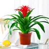 Plántulas de palma roja de la suerte en macetas grandes, adecuadas para exhibición en la sala de estar, flores y plantas hidropónicas cultivadas en casa, fáciles de cuidar en interiores y prosperan en todas las estaciones.