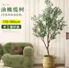 Planta de olivo en maceta para sala de estar interior, esquejes reales, planta grande en maceta, fácil de cuidar, adecuada para inauguración de casa y mudanza