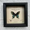 Marco de Fotos con Foto de Espécimen de Mariposa Real Elegante Madera Decorativa Pintura Muebles para el Hogar Marco de Fotos Retro Europeo Mesa Regalo de Cumpleaños