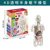 Ventas Directas de Fábrica Modelo del Cuerpo Humano Juguetes para Niños Ciencia Cognitiva Stem Rompecabezas Educativo Ensamblaje de Órganos Estructura Ósea del Esqueleto