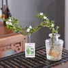 Baoshi Nieve de junio maceta hidropónica bonsái forma de acantilado oficina interior mesa fácil de cuidar plantas de follaje mesa de centro agua