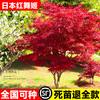 Dropshipping Arce rojo japonés, retoño de jardín, sala de estar interior, maceta, todo el año, planta enana resistente al frío.