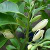 Dropshipping Orquídea Blanca Planta en Maceta Plántula de Magnolia de Interior con Capullos Floreciendo en Todas las Estaciones Fragancia Fuerte Amarillo