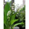 Venta al por mayor de plántulas de raíz de lirio de los valles germinadas, plantas verdes pequeñas en maceta, bulbos resistentes al frío, jacintos fragantes, plantas de flor de interior
