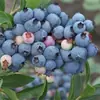 Mudas de Mirtilo F6 Esmeralda, Frutificação Dupla Temporada, Adequadas para Plantio em Regiões do Norte e do Sul, Mudas de Árvore Frutífera em Vasos Originais e Terra, Enviadas com Flores