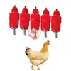 Fuente de agua de bola de acero para beber para culo de pollo fuente de agua para beber para pollo fuente de agua de válvula de bola fuente de agua automática para pollo