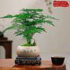 Espárragos en Maceta Plantas Verdes de Interior Escritorio de Oficina Maceta Pequeña Sala de Estar Florales Perennes Todo el Año Fácil de Cuidar Bambú Nube